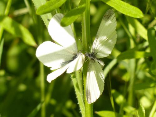 Réf. 202 904 : Leptidea sinapis